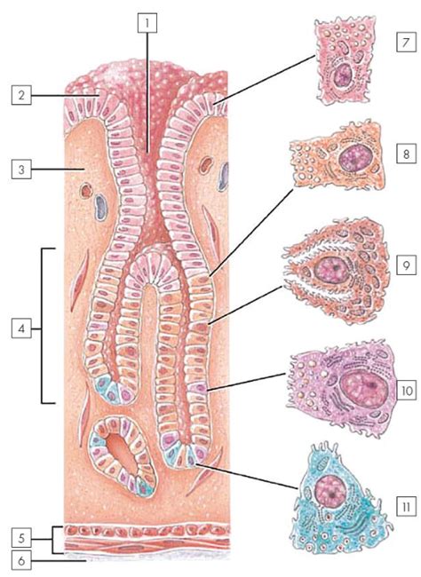 De Klieren In De Mucosa Diagram Quizlet