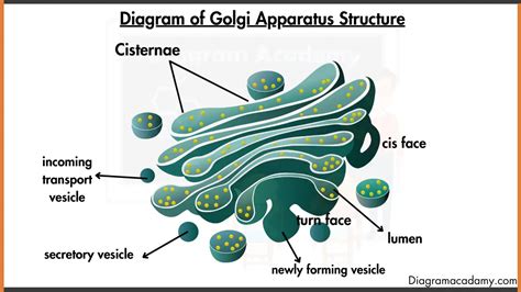 Golgi Apparatus Structure Diagram With Labels