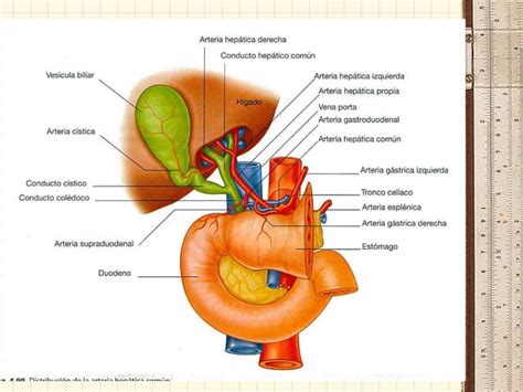 ORGANOS ANEXOS TUBO DIGESTISVO Ppt