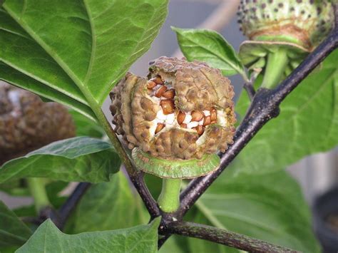 Photo Of The Seed Pods Or Heads Of Devils Trumpet Datura Metel