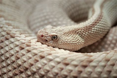 21 Stunningly Rare Albino Animals