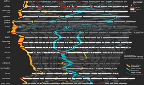 Structural Evolution Of Mammalian X And Avian Z Sex Chromosomes The