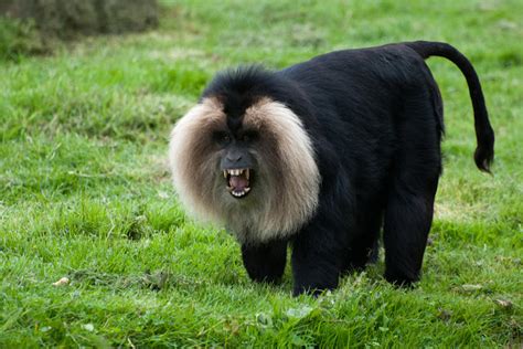 Lion Of Tree Lion Tailed Macaque