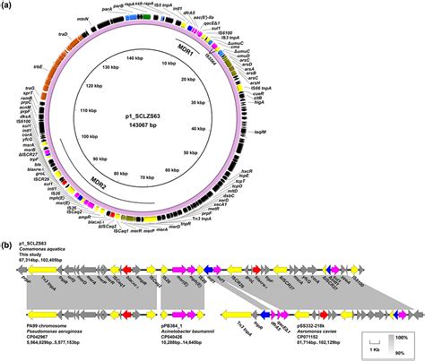 Genetic Characterization Of P1sclzs63 A Circular Organization Of