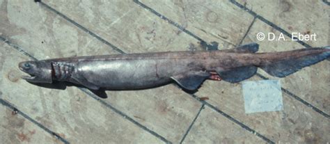 (Chlamydoselachus Garman, 1884) Род Хламидоселахусы, Хламидоселахии ...