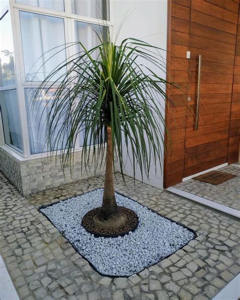 Pata de elefante 10 ambientes inspiradores com essa planta exótica ...