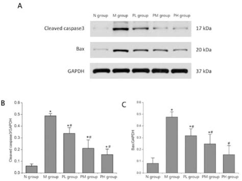 Effect Of Pearl On The Expression Of Cleaved Caspase A B And Bax