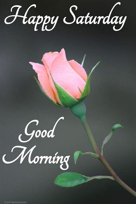 A Pink Rose Sitting On Top Of A Green Stem With The Words Happy Saturday Good Morning