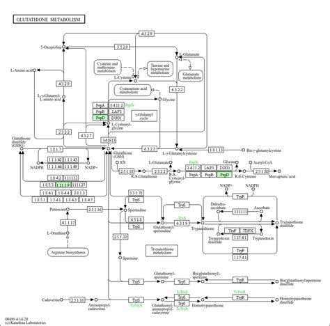 KEGG PATHWAY Glutathione Metabolism Prevotella Intermedia