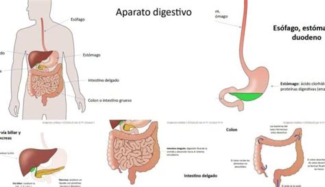 El Tronco Cel Aco Su Funci N En El Cuerpo Humano