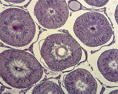 Diagram Coupe transversale de testicule tubes séminifères Quizlet