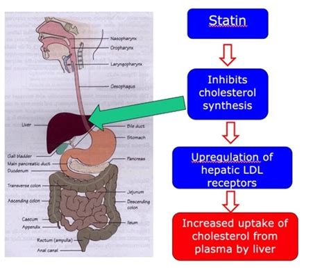 Lipid Lowering Drugs Flashcards Quizlet