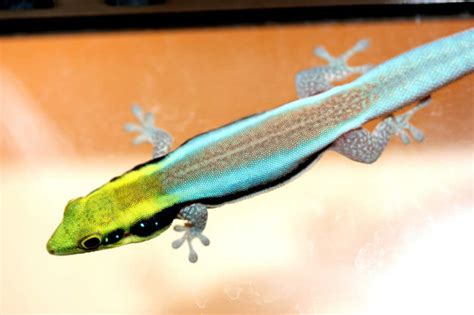 This Neon Gecko Has a Tough Day Job | Featured Creature