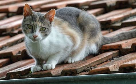 ¿por Qué Los Gatos Se Van De La Casa ¿qué Significa Cuando Un Gato Se