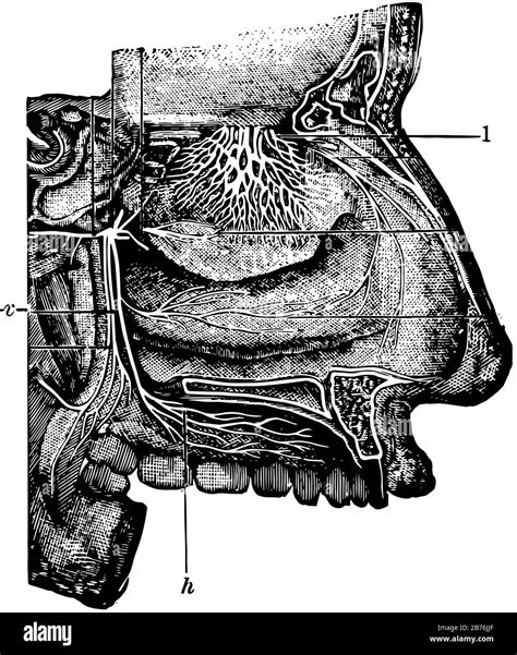 Which Are The Nasal Cavity Hi Res Stock Photography And Images Alamy