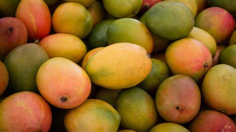 Cambodian mangoes air freighted to Chinese market – Khmer Post Asia