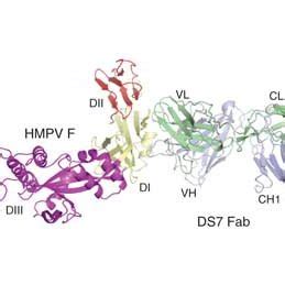 Structure Of The DS7HMPV F Complex A B The DS7 Fab Engages A Single