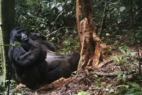 Camera Trap Images Of Rare Gorillas With Infants Bring Hope In Drc