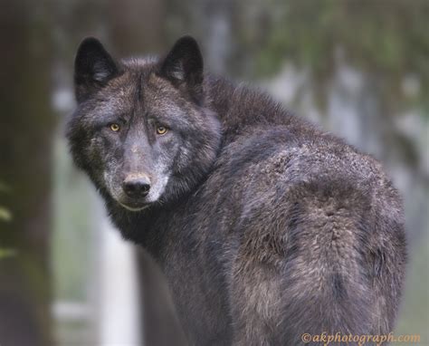 🔥 Free Download Black Timber Wolf Wallpaper 1024x826 For Your Desktop