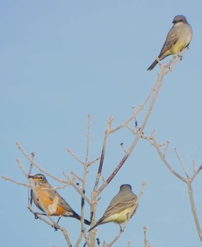 Cassin S Kingbird Birds Of Chiricahua Nm Inaturalist Mexico