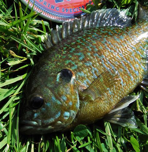 Sunfish, Pumpkinseed | www.roughfish.com