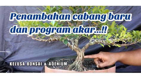 Penambahan Cabang Dan Program Akar Bonsai Kimeng Youtube