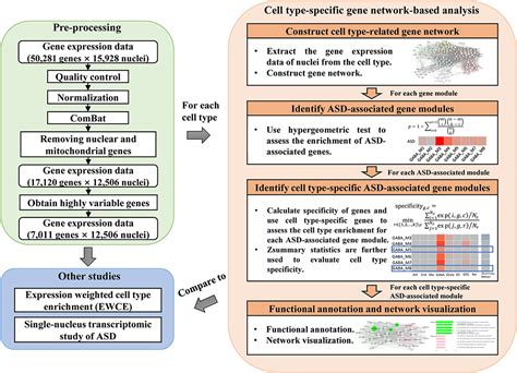 Frontiers Cell Type Specific Gene Network Based Analysis Depicts The