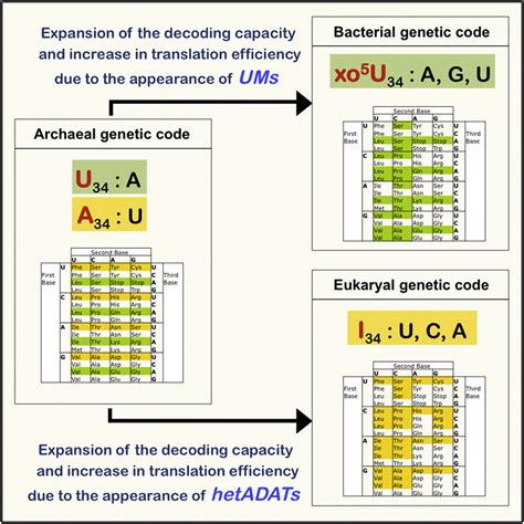 A Role For Trna Modifications In Genome Structure And Codon Usage Cell