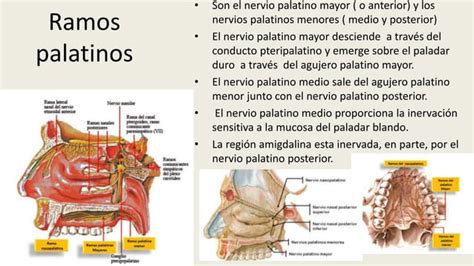 Nervio Trigemino Rama V Maxilar En Anestesia Odontologia Ppt