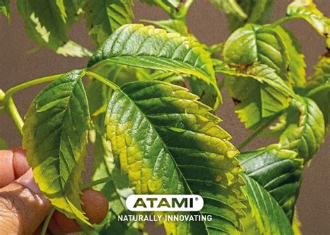 Potassium Deficiency Causes Symptoms And Solutions Atami