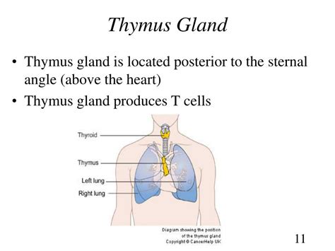 Ppt Chapter Lymphatic And Immune Systems Powerpoint Presentation