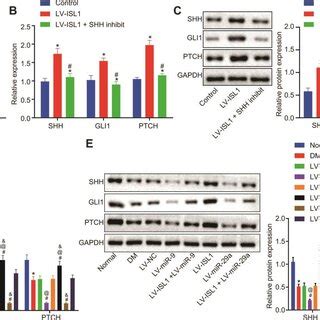 MiR 9 And MiR 29a Regulate ISL1 Mediated SHH Signaling Pathway A The