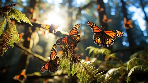 Las mariposas monarca durante su migración 7 Foto Premium