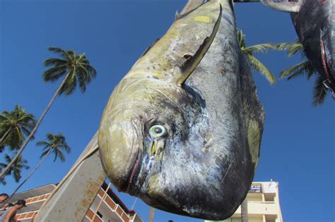 Liberaci N Del Dorado A La Pesca Comercial Un Tema Pol Tico