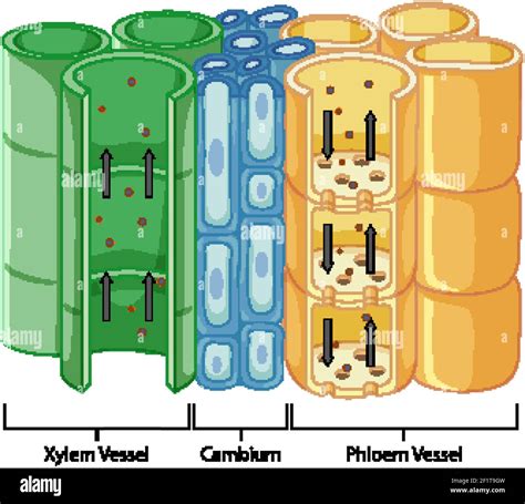 Vascular Tissue In Plants Diagram