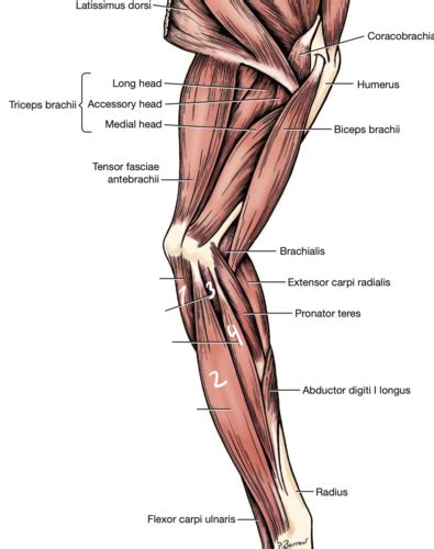 Carpal And Digital Flexors Of The Forelimb Blood Supply Of The