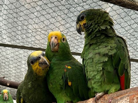 Consecuencias Del Cautiverio En Animales Silvestres