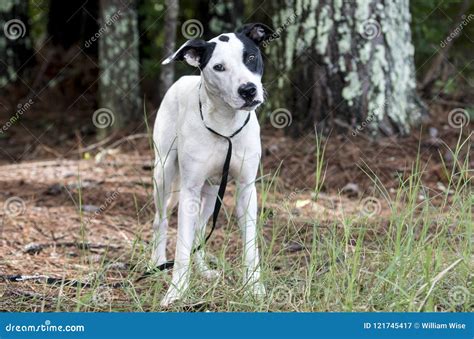 White And Black Patches Mixed Breed Mutt Dog Pet Adoption Photo Stock