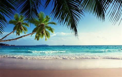 Wallpaper Sand Sea Beach The Sky The Sun Tropics Palm Trees The