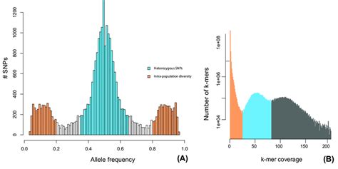 A Single Nucleotide Polymorphism Snp Allele Frequency Distribution