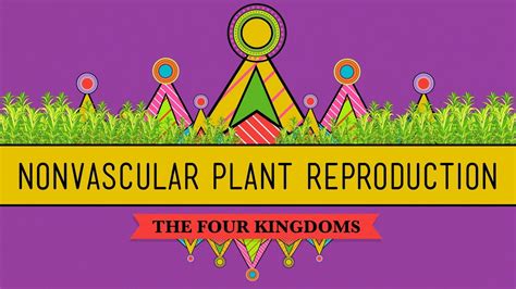 The Reproductive Lives Of Nonvascular Plants Alternation Of Generations Crash Course Biology