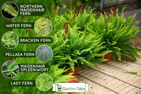 Ferns For Pots In Full Sun Outdoors Excellent Ideas For Your