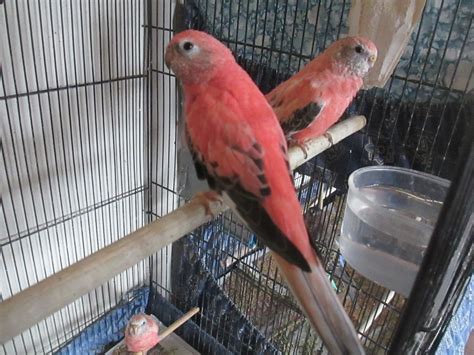 Pink Parakeets