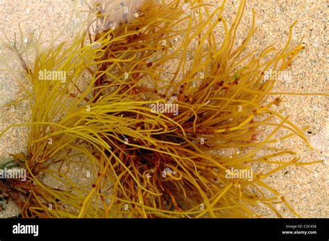 A Red Seaweed Gracilaria Verrucosa Bleached Pale In A Rockpool