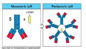 Immunoglobulin Expression Isotypes Function And Application