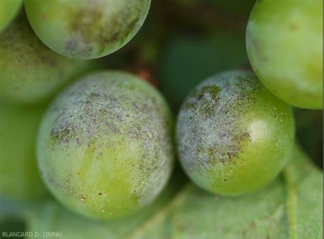 Oïdium Sur Vigne Grappe