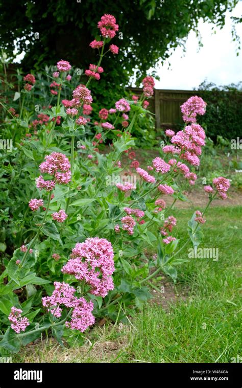 La Valeriana Planta Que Crece En Un Jardín De Flores Frontera