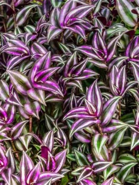 Wandering Jew Complete Plant Care And Growing Guide Planet Natural