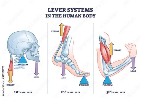 Lever systems in human body for neck, leg and arm movement outline diagram. Labeled educational ...