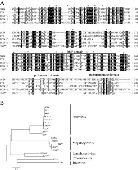 Characteristics Of Sgiv Vp19 A Amino Acid Alignment Of Sgiv Vp19 And